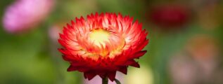 selective focus photography of red petaled flowers